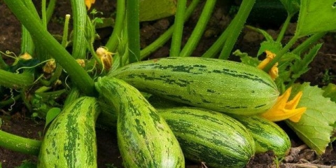 Kako hraniti tikvice